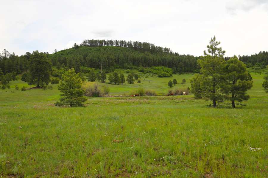 Meadow and forested hill east of the lodge with horses grazing